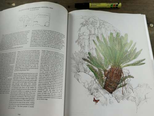 CYCADS OF AFRICA by and SIGNED by DOUGLAS GOODE Consultant Editor John Comrie - Grieg