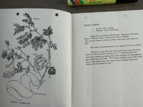 PLANTS POISONOUS TO LIVESTOCK Dr B STEELE Government Ecologist Ministry of Natural Resources MALAWI