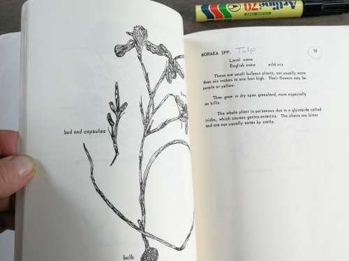 PLANTS POISONOUS TO LIVESTOCK Dr B STEELE Government Ecologist Ministry of Natural Resources MALAWI
