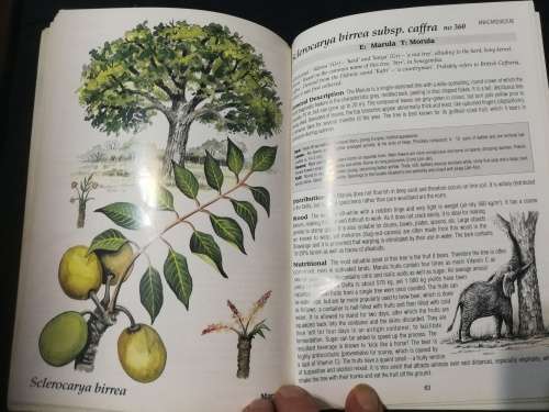SHELL FIELD GUIDE TO THE COMMON TREES OKAVANGO DELTA & MOREMI GAME RESERVE V ROODT Incl. Medicinal