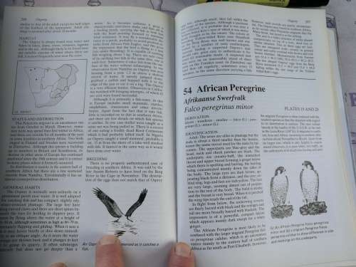BIRDS OF PREY of SOUTHERN AFRICA Their Identification & Life Histories PETER STEYN SIGNED ( Eagles )