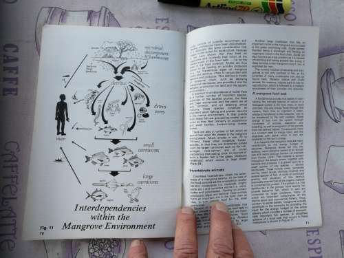 IN THE MANGROVES OF SOUTHERN AFRICA A Wildlife Handbook