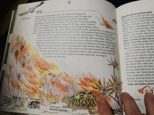 EXPLORE THE CAPE FLORA AND ITS ANIMALS MARGO BRANCH ( an excellent teaching aid )