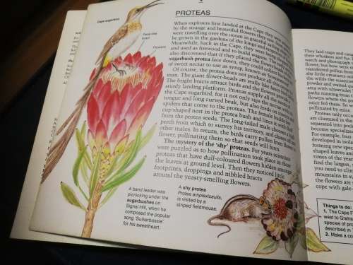 EXPLORE THE CAPE FLORA AND ITS ANIMALS MARGO BRANCH ( an excellent teaching aid )