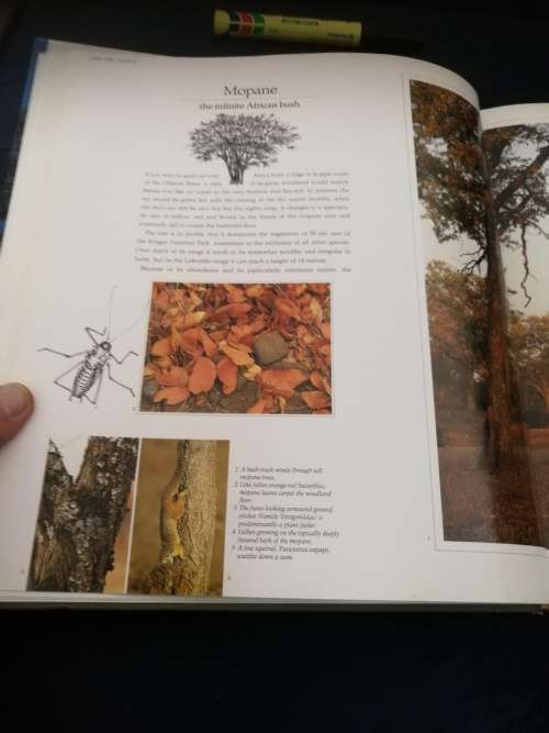 BUSHVELD TREES Lifeblood of the Transvaal Lowveld MALCOLM FUNSTON signed