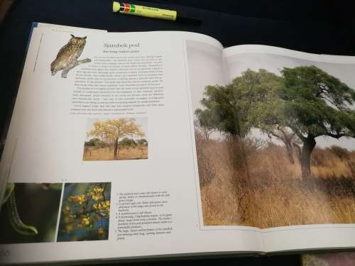 BUSHVELD TREES Lifeblood of the Transvaal Lowveld MALCOLM FUNSTON signed