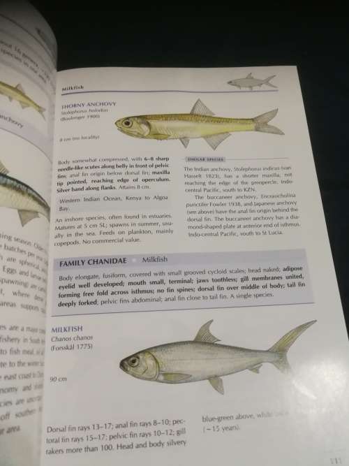 COASTAL FISHES OF SOUTHERN AFRICA PHIL and ELAINE HEEMSTRA  (Seawater Fish species )