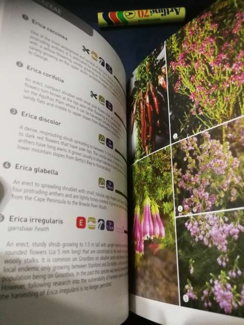 Field Guide to the Flora of GROOTBOS NATURE RESERVE  Sean Privett and Heiner Lutzeyer Southern Cape