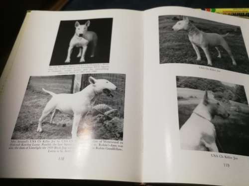 AFTER BAR SINISTER by R H OPPENHEIMER  ( Bull Terrier Show Dogs Bull Terriers    )