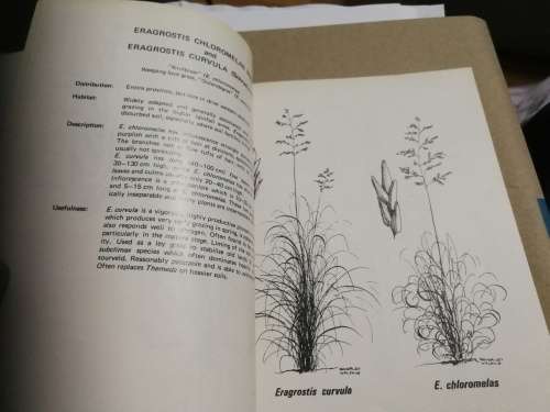 COMMON GRASSES OF THE ORANGE FREE STATE B R ROBERTS