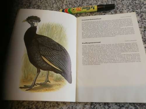 A Guide to the TERRESTRIAL GAMEBIRDS of  TRANSVAAL `n Gids tot die LANDJAGVOELS van TRANSVAAL birds