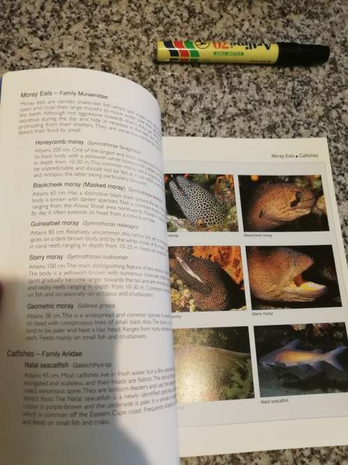 REEF FISHES and CORALS EAST COAST OF South Africa includes Mauritius Seychelles DENNIS KING