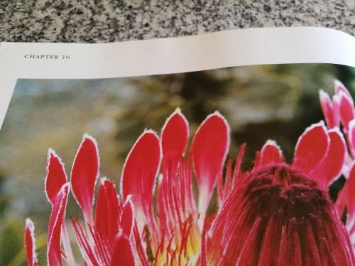 PLETTENBERG BAY AND THE PARADISE COAST PATRICIA STORRAR,