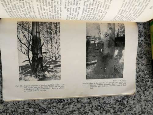 The SILVICULTURE of BLACK WATTLE by B P SHERRY  1947  note poor condition( Forrestry Timber Farming