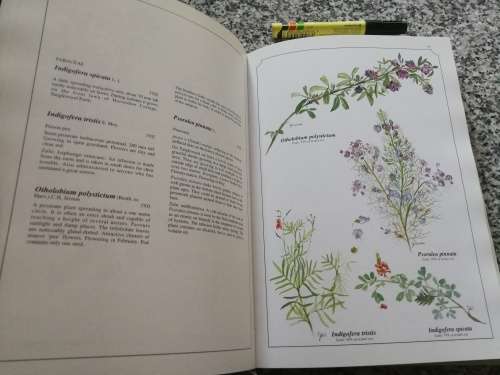 WILD FLOWERS OF KWAZULU NATAL JOAN WALKER 430 water colour paintings wild flowers mainly from Kloof