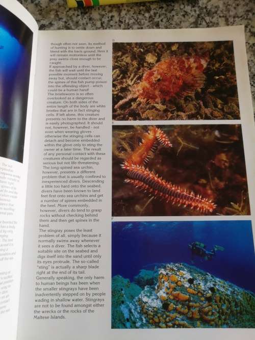 MALTESE ISLANDS DIVING GUIDE NED MIDDLETON  ( skindiving   scuba diving dive  )