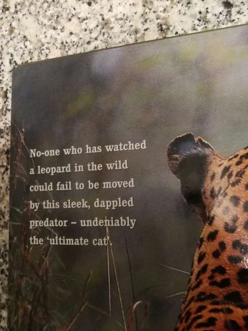 A TIME WITH LEOPARDS DALE HANCOCK  (African Wildlife  Mala Mala Game Reserve cats )