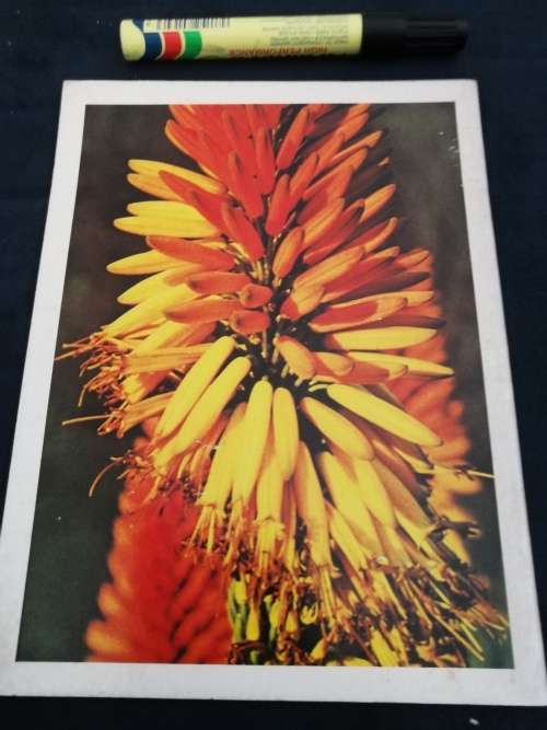 PRIDE OF SOUTH AFRICA ALOES BARBARA JEPPE ( Booklet )