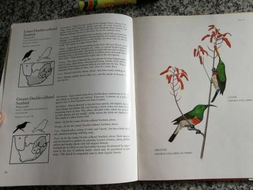 KENNETH NEWMAN GARDEN BIRDS OF SOUTH AFRICA A HOUSEHOLD GUIDE TO COMMON BIRDS