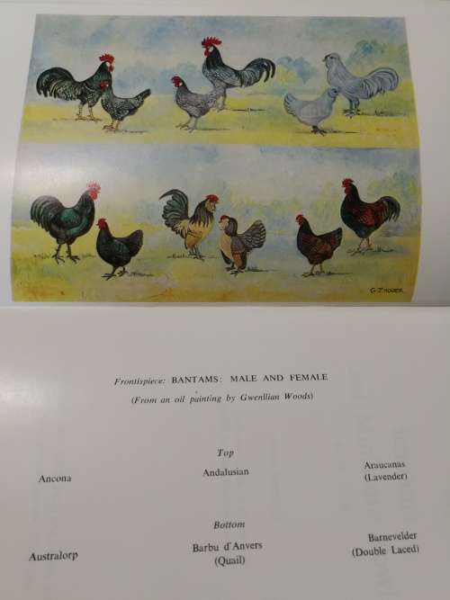BANTAMS and MINIATURE FOWL W H SILK  (  poultry chickens farming agriculture )