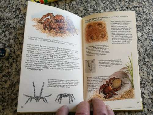 SPIDERS STRUIK POCKET GUIDES FOR SOUTHERN AFRICA GERRY NEWLANDS ELBIE de MEILLON