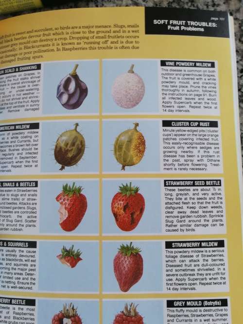 THE FRUIT EXPERT Dr. D G HESSAYON (  a detailed book on the varieties of fruits incl berries