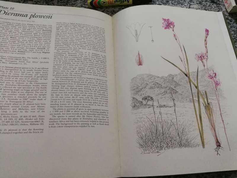 DIERAMA THE HAIRBELLS OF AFRICA O M HILLIARD AND B L BURTT Illustrations AURIOL BATTEN Signed