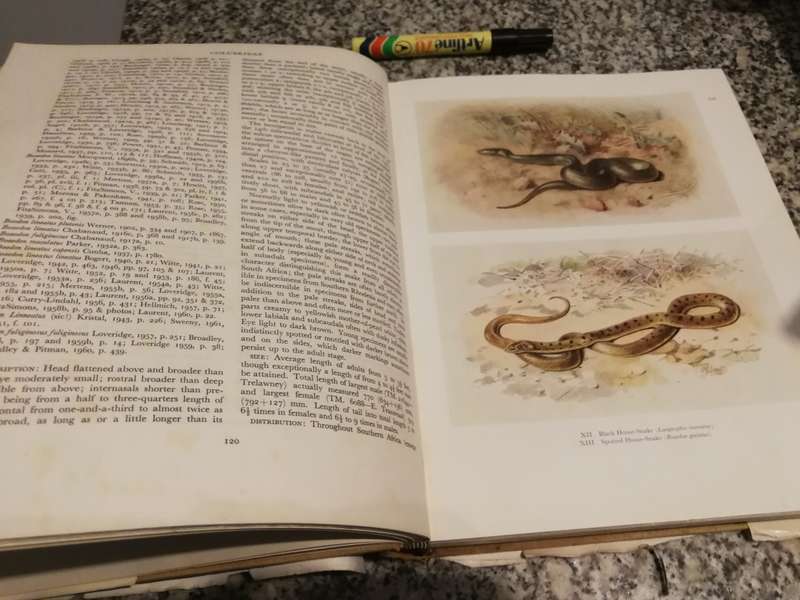 SNAKES OF SOUTHERN AFRICA VIVIAN F M FITZSIMONS ( poor dust jacket )