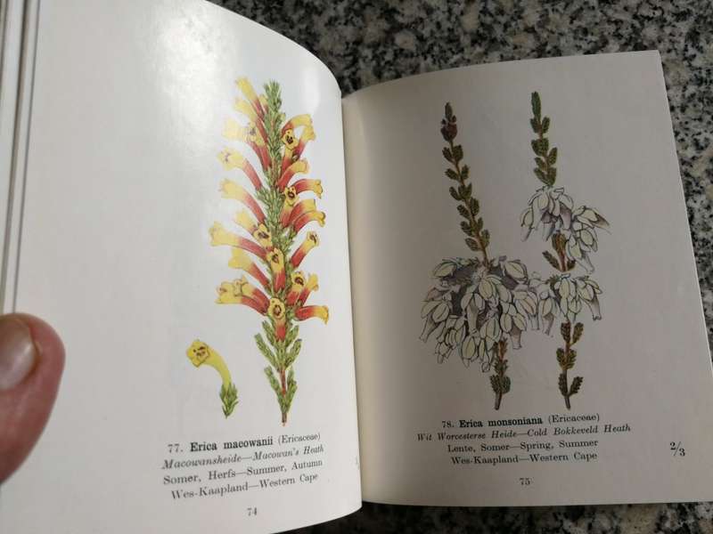 PROTECTED WILD FLOWERS OF THE CAPE PROVINCE BESKERMDE VELDBLOMME VAN KAAPLAND 1958