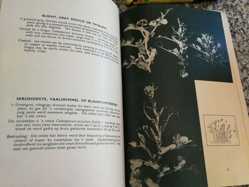 VEGATABLE DISEASES GROENTESIEKTES Dept of Agriculture VINCENT A WAGER Eng. and Afr. 1956