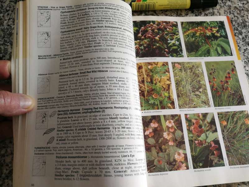 A FIELD GUIDE TO WILD FLOWERS KWAZULU NATAL & the Eastern Region ELSA POOLEY  wildflowers Softcover