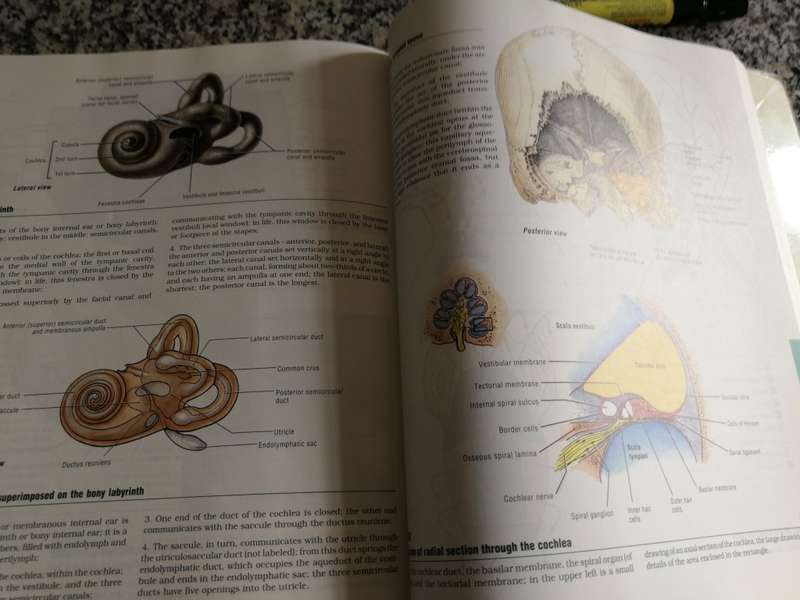 ATLAS OF ANATOMY NINETH EDITION ANNE M R AGUR ( human body dissecting reference )
