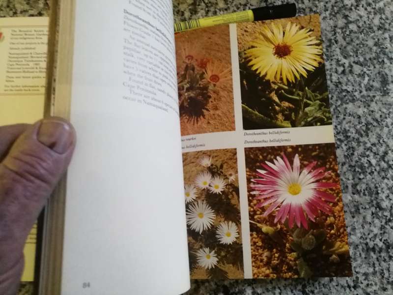 NAMAQULAND SOUTH AFRICAN WILDFLOWER GUIDE 1 Revised Edition Text ANNELISE le ROUX  wild flowers