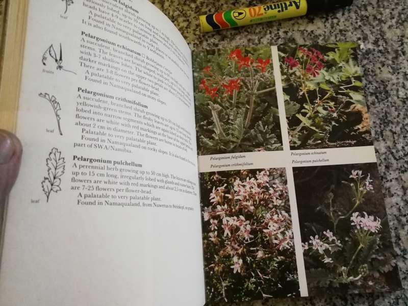 NAMAQULAND SOUTH AFRICAN WILDFLOWER GUIDE 1 Revised Edition Text ANNELISE le ROUX  wild flowers