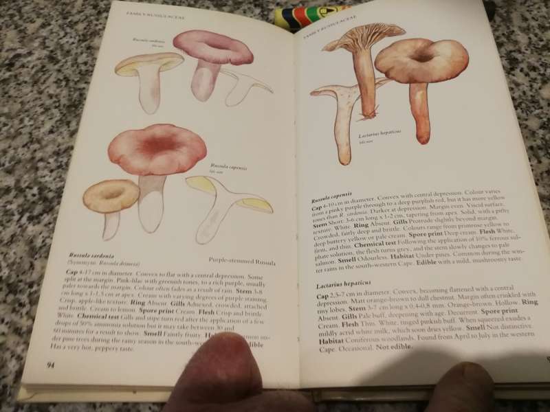 A FIELD GUIDE to the MUSHROOMS of SOUTH AFRICA Hilda Levin Margo Branch Simon Rappoport Derek Mitche