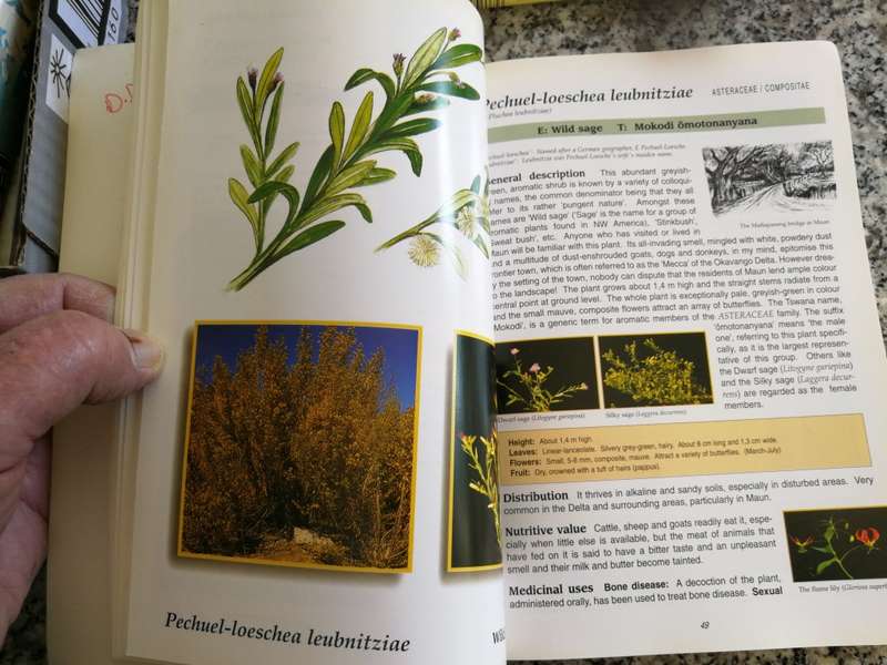 SHELL FIELD GUIDE Part II COMMON FLOWERS OF  OKAVANGO DELTA Medicinal & Nutritional VERONICA ROODT