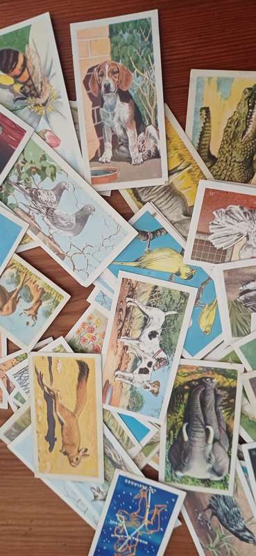 70 Brookebond cards