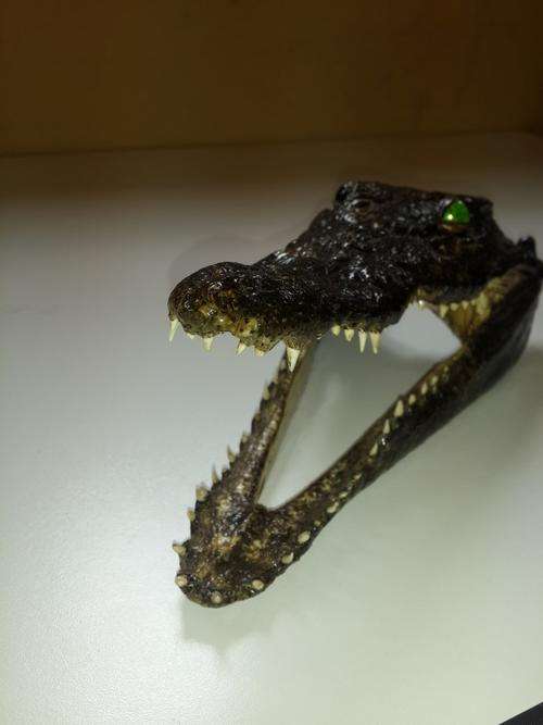 Crocodile Head Real Preserved 28cm