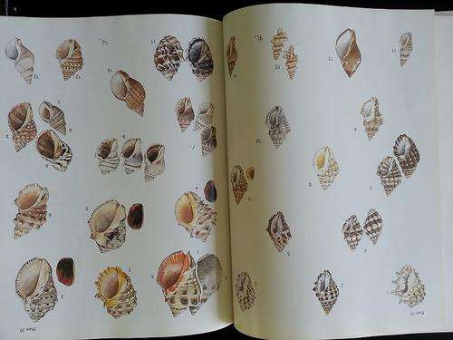 SEA SHELLS OF SOUTHERN AFRICA by Richard Kilburn & Elizabeth Rippey