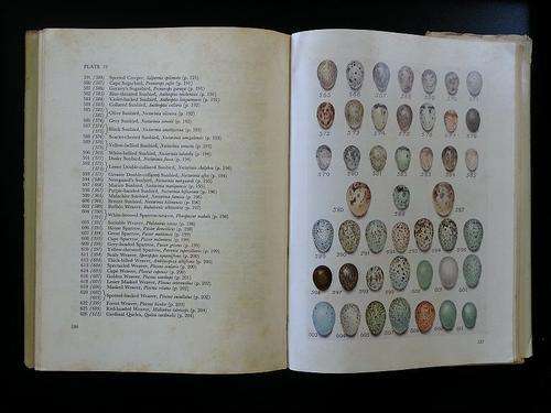 Priest's Eggs of Southern African Birds