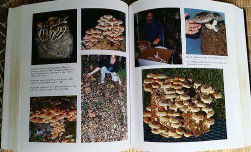 Growing Gourmet and Medicinal Mushrooms - Paul Stamets the most comprehensive manual 