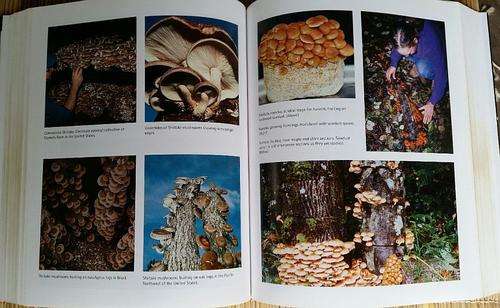 Growing Gourmet and Medicinal Mushrooms - Paul Stamets the most comprehensive manual 