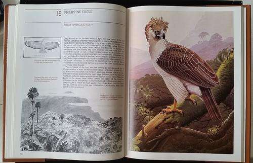 Vanishing Eagles, Philip Burton