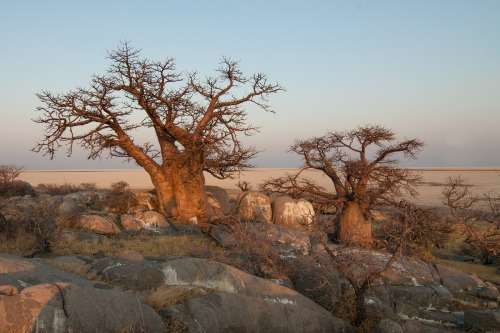 Baobab (Adansonia digitata) - 10 seeds