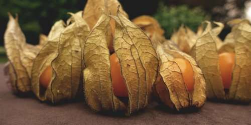 Cape gooseberry - 50 seeds