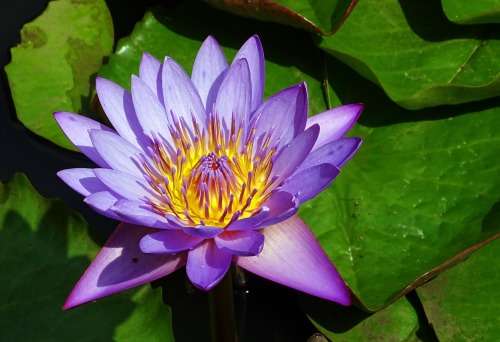 Blue waterlily (Nymphaea Nouchali ) - 25 seed