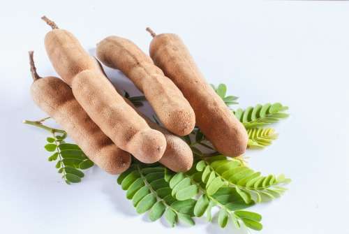 Tamarindus indica (tamarind tree) - 15 seeds