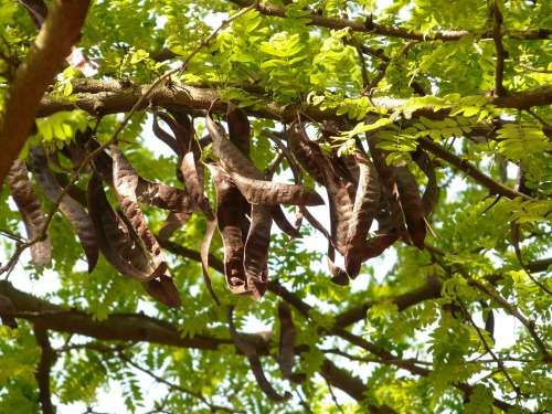 Ceratonia Siliqua (Carob tree) - 10 seeds