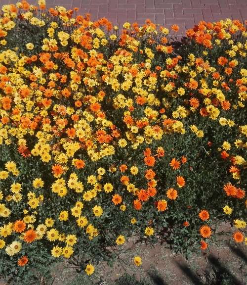 Namaqualand Daisy (Dimorphotheca hybrids) - 500 seeds
