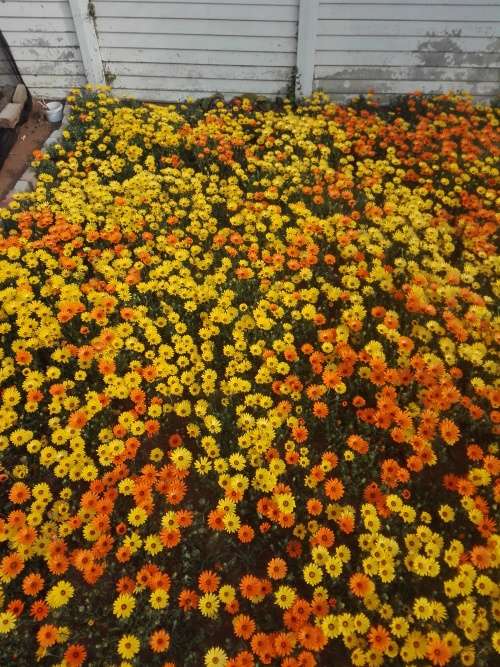 Namaqualand Daisy (Dimorphotheca hybrids) - 500 seeds